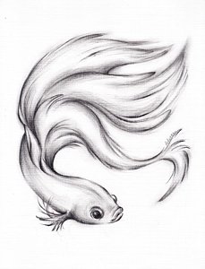 229x300 Japanese Fighting Fish Art Fine Art America - Japanese Fighting Fish Drawing
