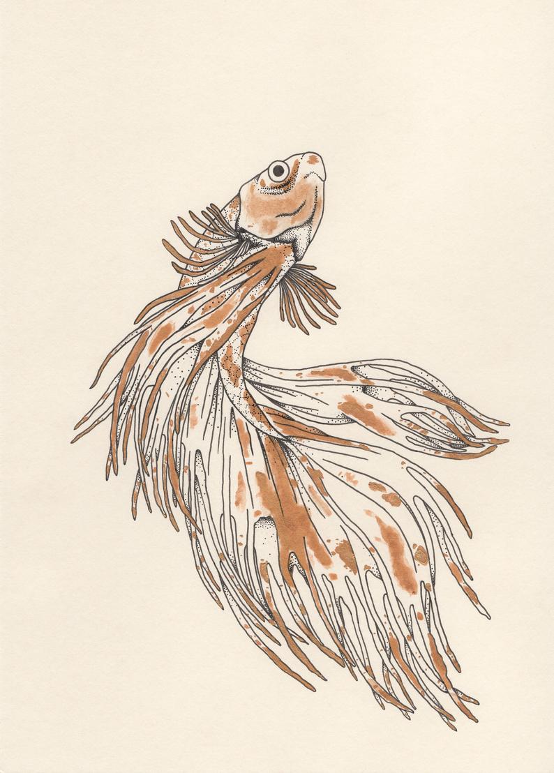 794x1108 Japanese Fighting Fish Print Beta Fish Illustration Wall Etsy - Japanese Fighting Fish Drawing