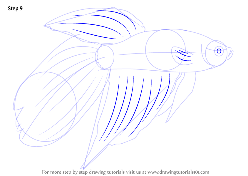 844x598 Learn How To Draw A Siamese Fighting Fish - Japanese Fighting Fish Drawing