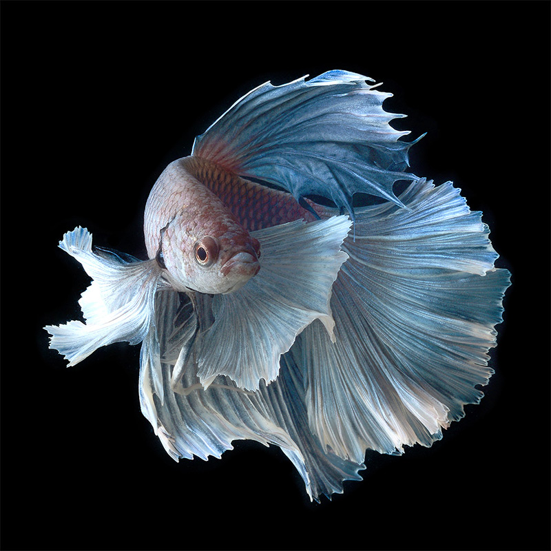 800x800 Portraits Of Siamese Fighting Fish - Japanese Fighting Fish Drawing