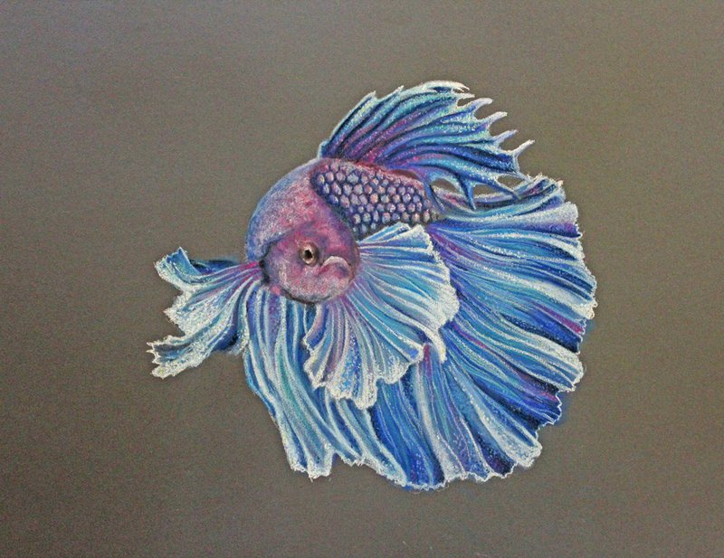 800x617 Siamese Fighting Fish Drawing Best Cars - Japanese Fighting Fish Drawing