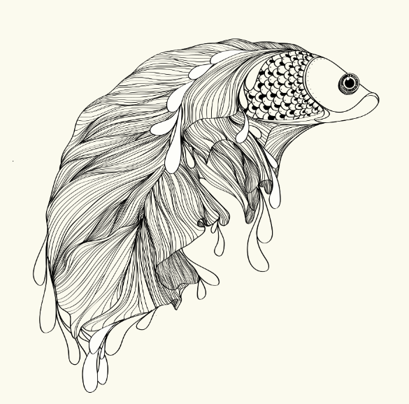 585x578 Siamese Fighting Fish On Behance - Japanese Fighting Fish Drawing