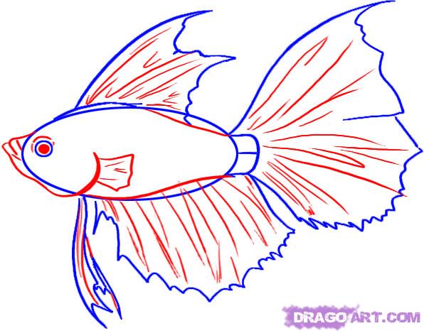 596x469 Step How To Draw A Betta Fish - Japanese Fighting Fish Drawing