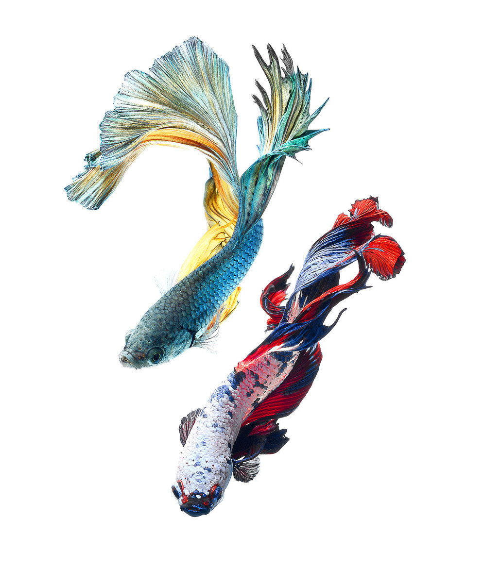 996x1170 Stunning New Portraits Of Siamese Fighting Fish - Japanese Fighting Fish Drawing