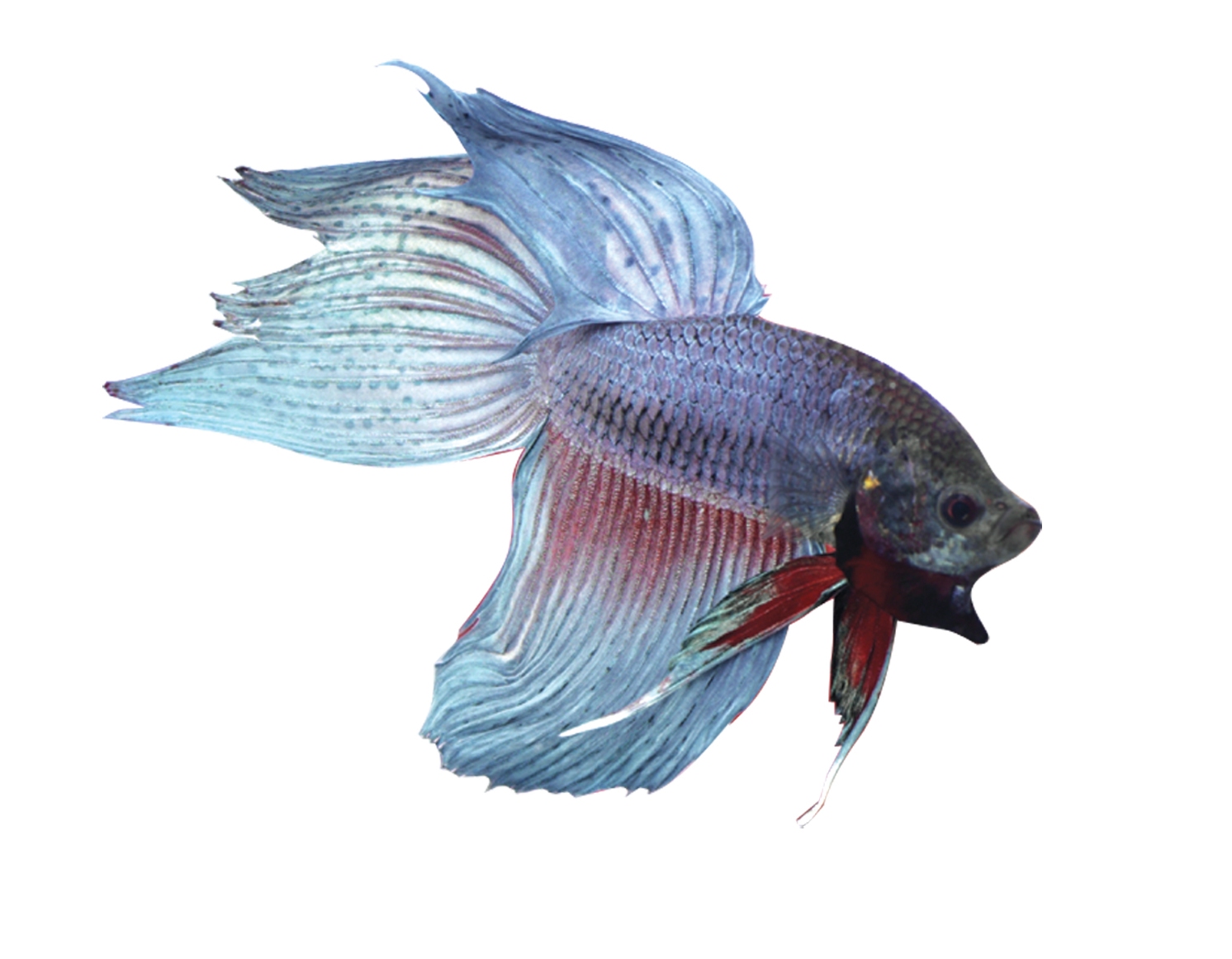 1492x1161 the fascinating origin of betta fish and other fun betta facts - Japanese Fighting Fish Drawing