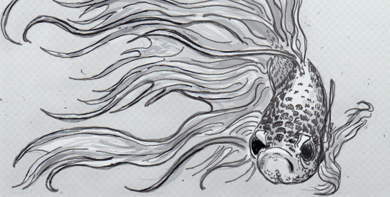 805x406 Goldfish Drawing Betta Fish For Free Download - Japanese Fighting Fish Drawing