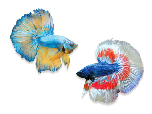 600x450 A Beginner's Guide To Betta Care - Japanese Fighting Fish Drawing