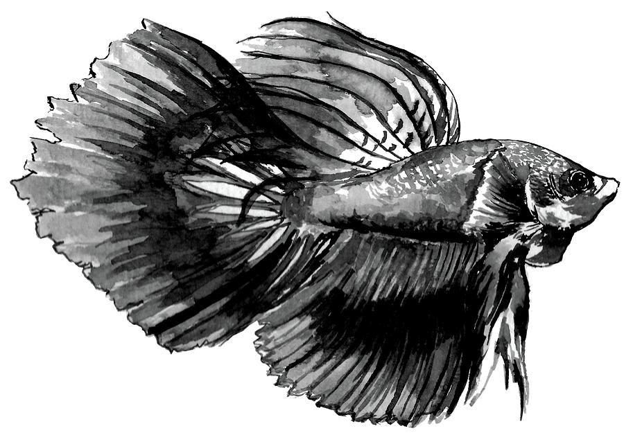 900x638 Betta Fish Drawing - Japanese Fighting Fish Drawing