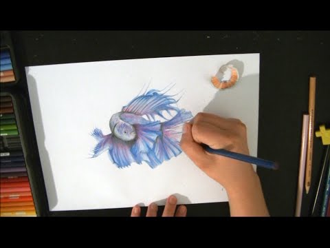 480x360 Drawing A Fighting Fish - Japanese Fighting Fish Drawing