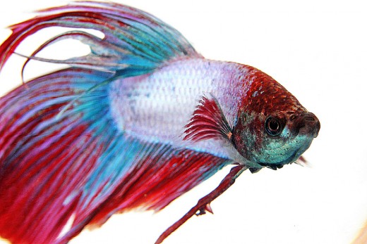520x347 Fish Care Siamese Fighting Fish Pethelpful - Japanese Fighting Fish Drawing