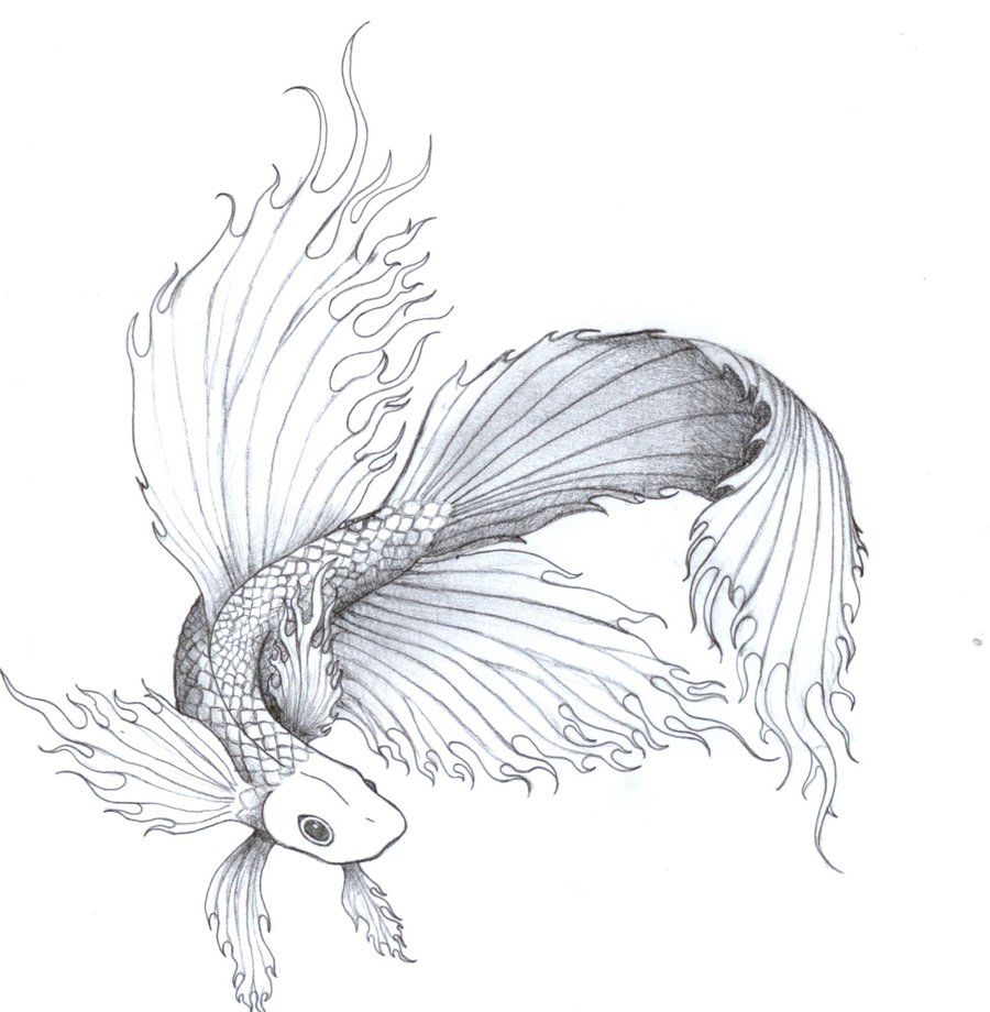 900x920 Free Beta Fish Tattoo Designs Fighting Fish - Japanese Fighting Fish Drawing