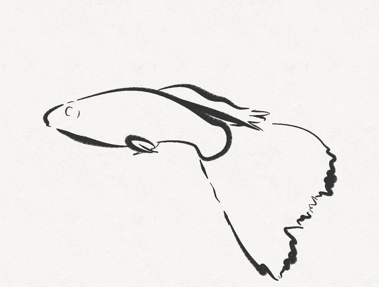 1280x971 Image Fish Japanese - Japanese Fish Drawing