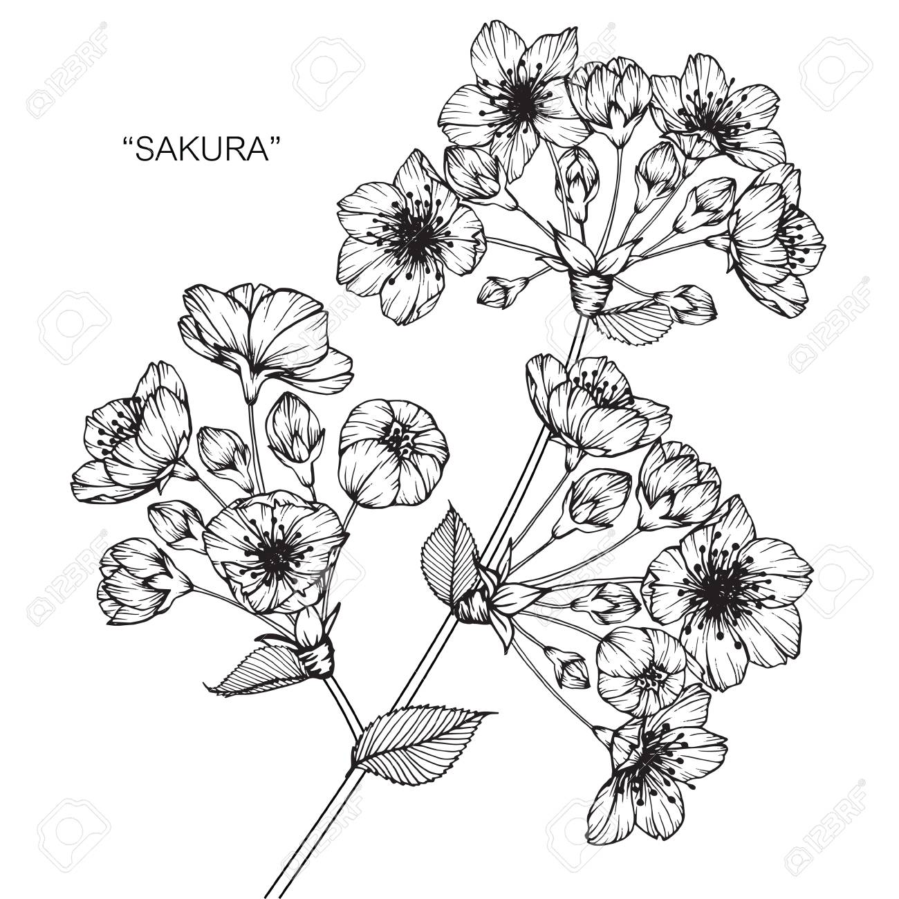 1300x1300 Pictures Drawing Japanese Flower And Blossom - Japanese Flower Drawing