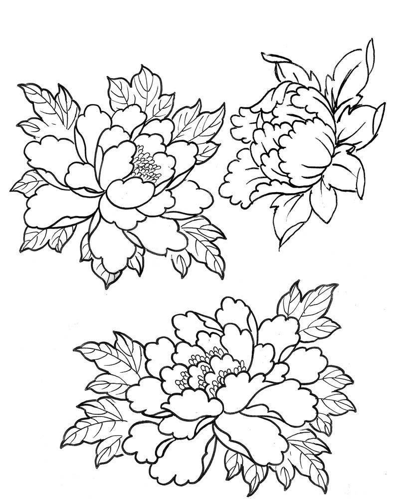 794x1000 Japanese Peony - Japanese Flower Drawing