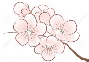 300x210 Japanese Sakura Flower Drawing Archives - Japanese Flower Drawing