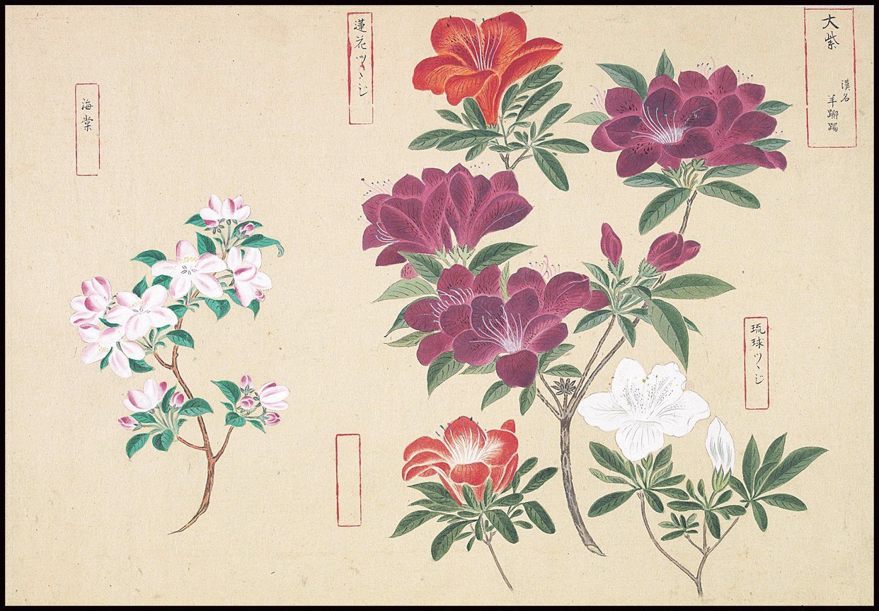 1242x864 Buy Japanese Botanical Ink And Brush Painting, Hand Drawing - Japanese Flower Drawing