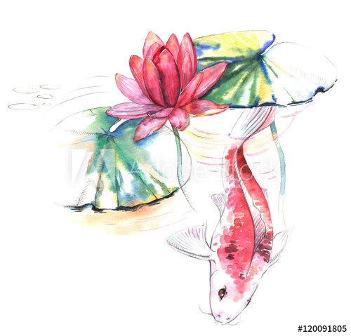 500x479 hand drawn watercolor illustration of the koi carp fish - Japanese Flower Drawing Styles