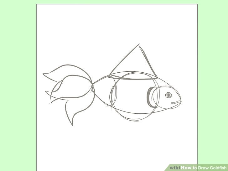 728x546 how to draw goldfish steps - Japanese Goldfish Drawing