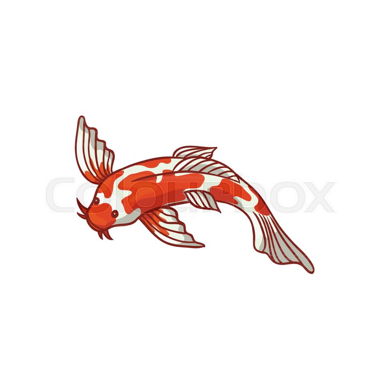 800x800 japanese, asian koi carp, goldfish, stock vector colourbox - Japanese Goldfish Drawing