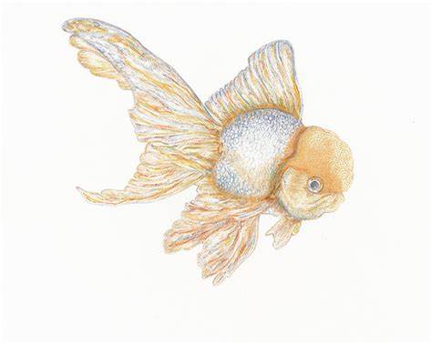 474x378 japanese goldfish drawing japanese carp - Japanese Goldfish Drawing