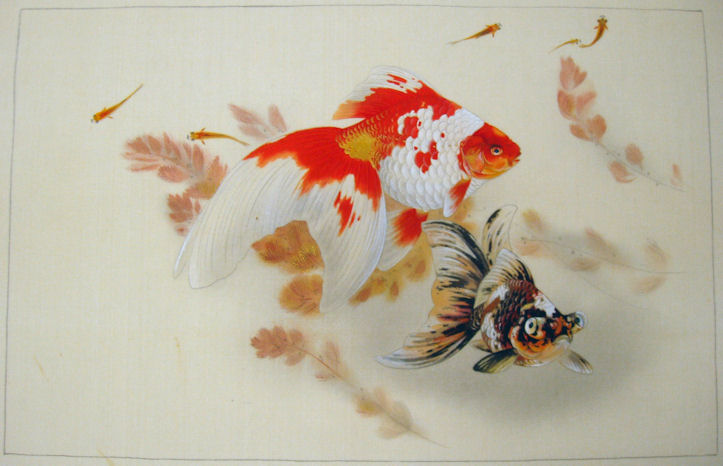 723x466 japanese goldfish drawing - Japanese Goldfish Drawing