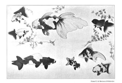 400x272 japanese goldfish import - Japanese Goldfish Drawing