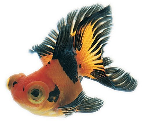 500x478 kingyo the artistry of japanese goldfish kanoko okamoto, kazuya - Japanese Goldfish Drawing