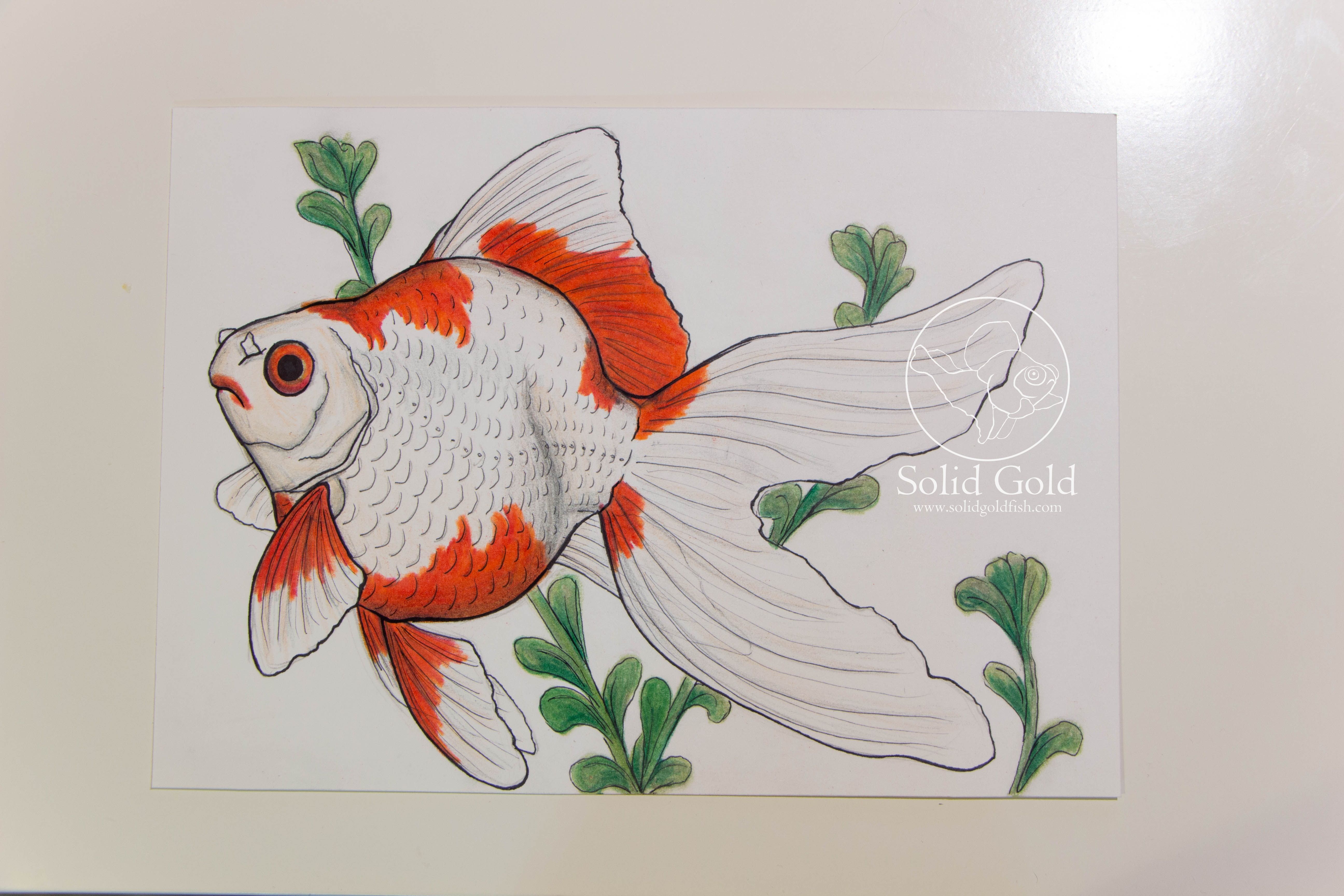5184x3456 tamasaba goldfish drawing - Japanese Goldfish Drawing