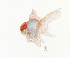 240x199 the world's best photos of drawing and goldfish - Japanese Goldfish Drawing