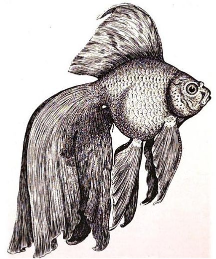 433x519 Veiltail - Japanese Goldfish Drawing