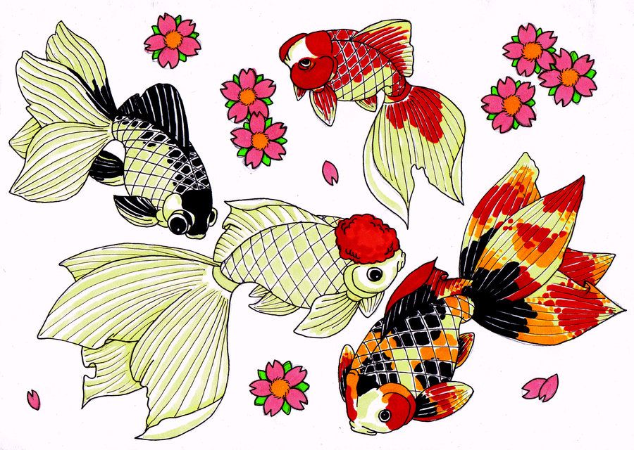 900x640 goldfish japanese flash sheet - Japanese Goldfish Drawing