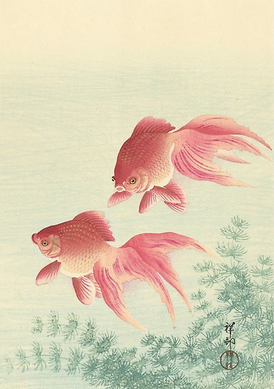 387x550 goldfish - Japanese Goldfish Drawing