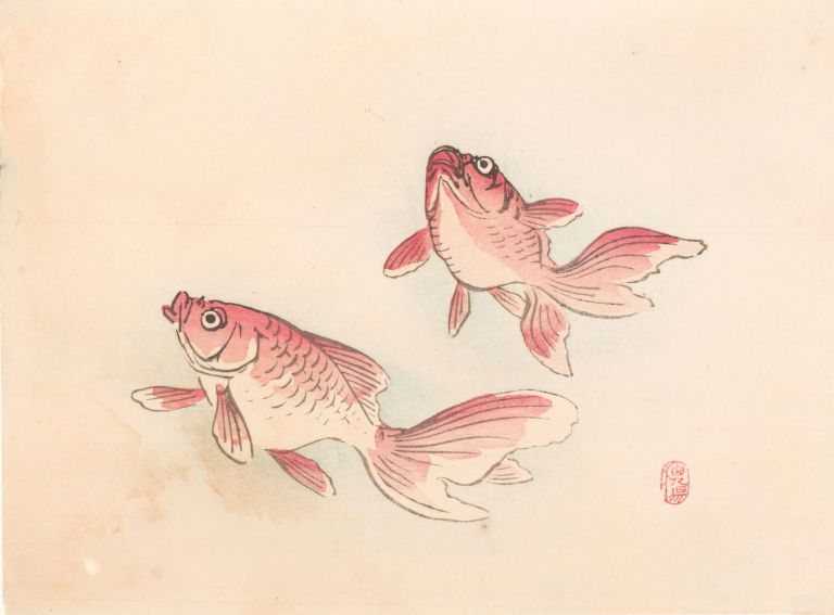 768x567 goldfish japanese school - Japanese Goldfish Drawing