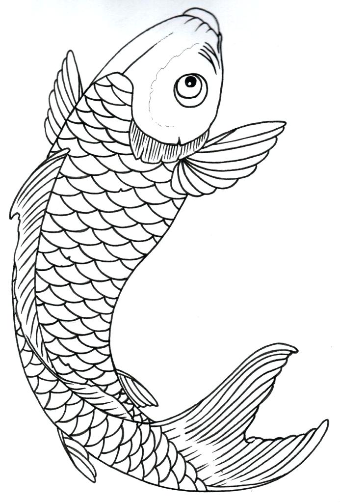 693x1024 Koi Fish Drawing Outline - Japanese Koi Drawing