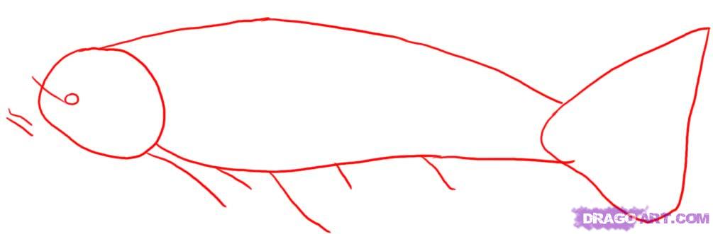 1005x331 How To Draw A Koi Fish, Step - Japanese Koi Fish Drawing