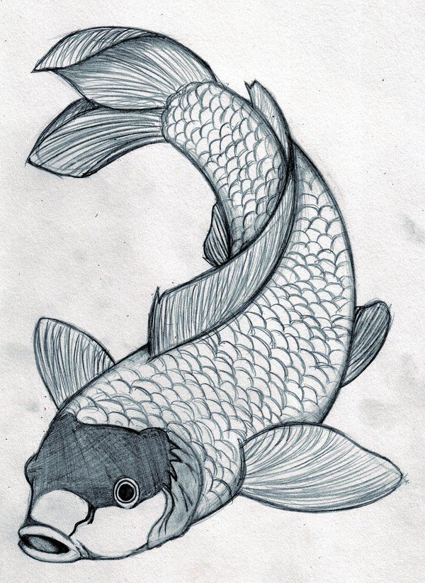 600x822 drawings of koi fish koi print best koi drawings - Japanese Koi Fish Drawing