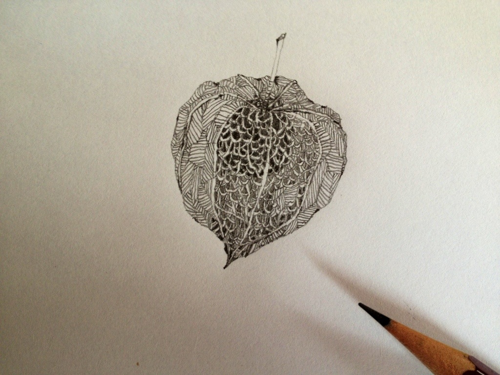 1024x768 Japanese Lantern Plant Drawing Nolita Jpn - Japanese Lantern Drawing