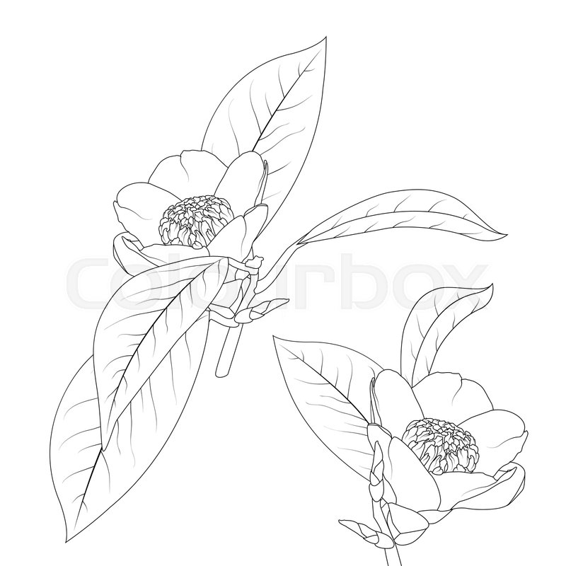 800x800 Japanese Camelia Flower With Stem And Stock Vector Colourbox - Japanese Line Drawing