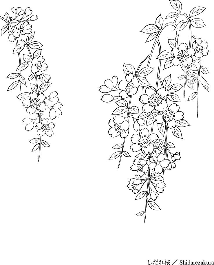 739x917 Japanese Line Drawing Plant Flowers Vector Material - Japanese Line Drawing