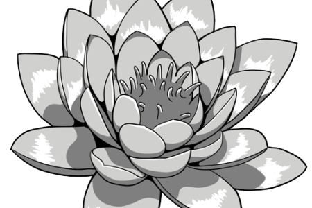 Japanese Lotus Drawing