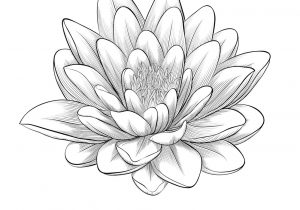 300x210 lotus flower drawings free japanese lotus flower outline japanese - Japanese Lotus Drawing