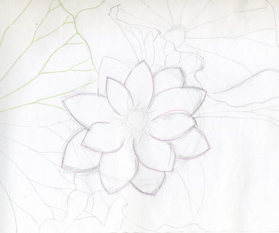 890x745 Lotus Flower Drawings Made Easy - Japanese Lotus Drawing