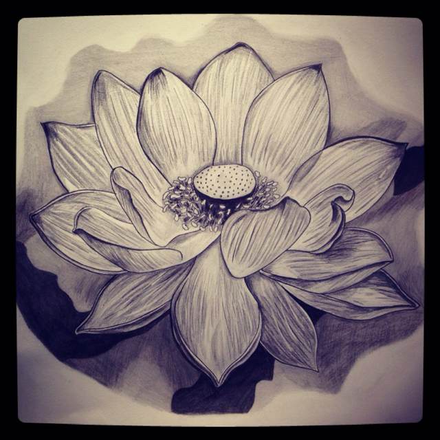 640x640 Photos Lotus Flower Drawing In Pencil - Japanese Lotus Drawing