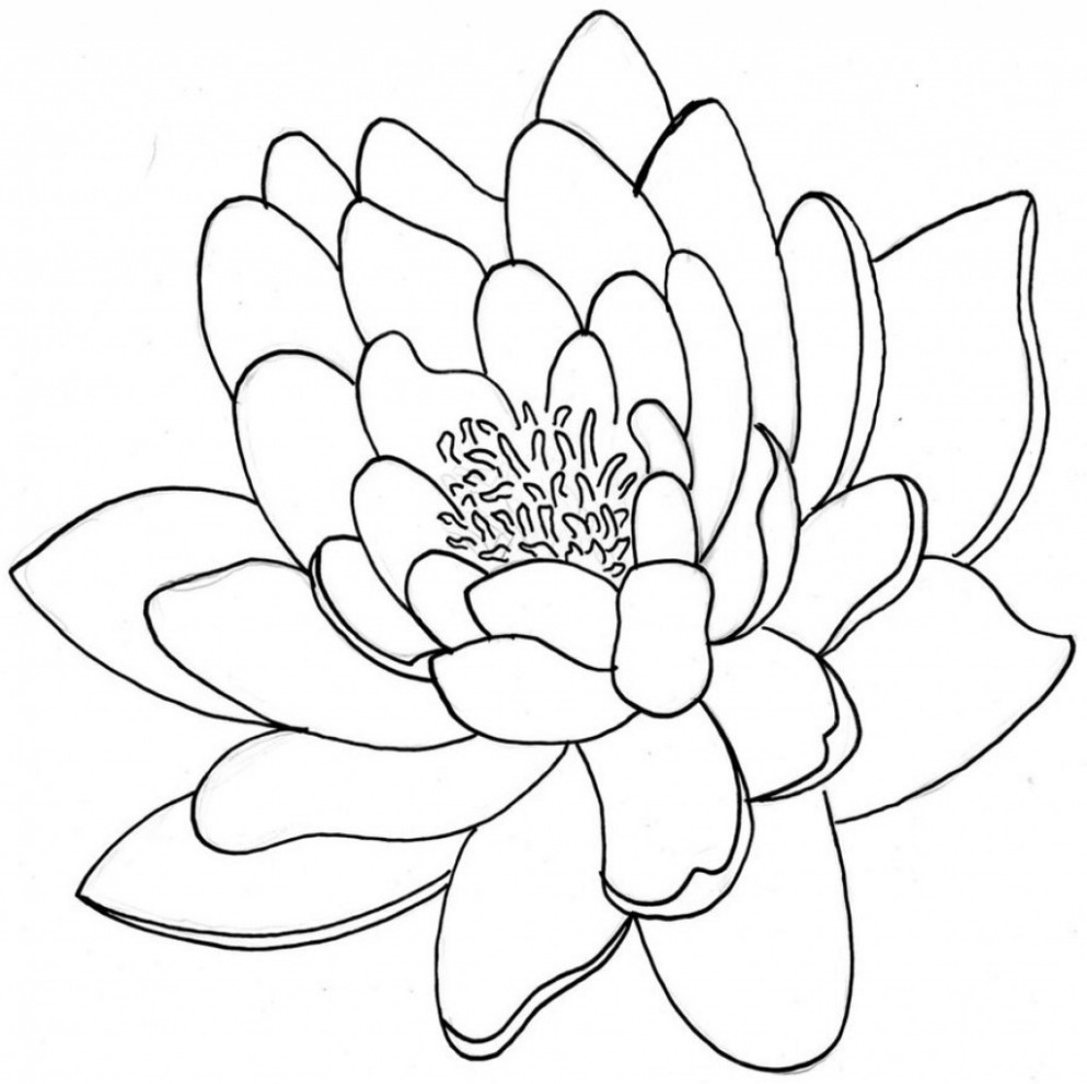 993x990 Japanese Lotus Drawing - Japanese Lotus Drawing
