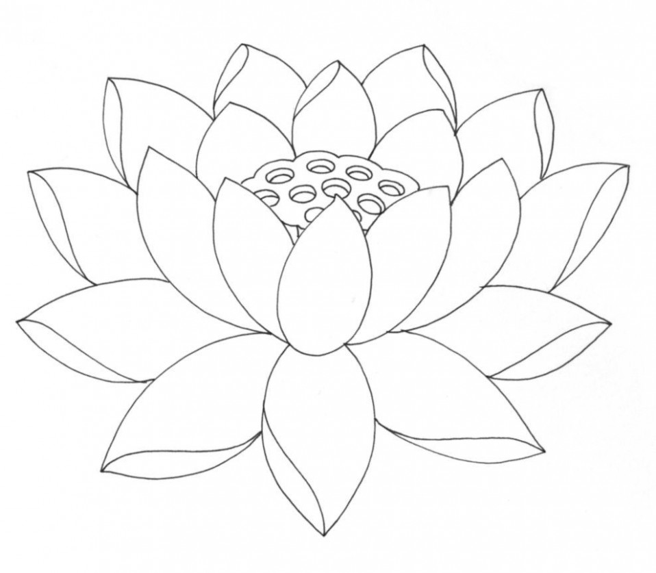 958x837 japanese lotus flower outline lotus flower drawing black ink - Japanese Lotus Drawing