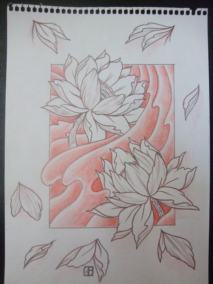 736x981 kartinki po zaprosu lotus flower draw japanese nature - Japanese Lotus Flower Drawing