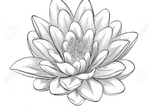 300x210 lotus flower drawing black and white japanese lotus flower drawing - Japanese Lotus Flower Drawing