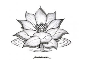 300x210 white lotus flower drawing japanese lotus flower drawing - Japanese Lotus Flower Drawing