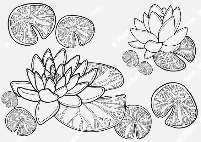 640x451 Drawn Pond Lotus Flower - Japanese Lotus Flower Drawing