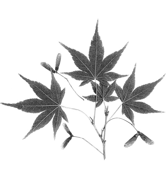 Japanese Maple Drawing at PaintingValley.com | Explore collection of